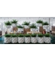 Marquis Vondom Planter