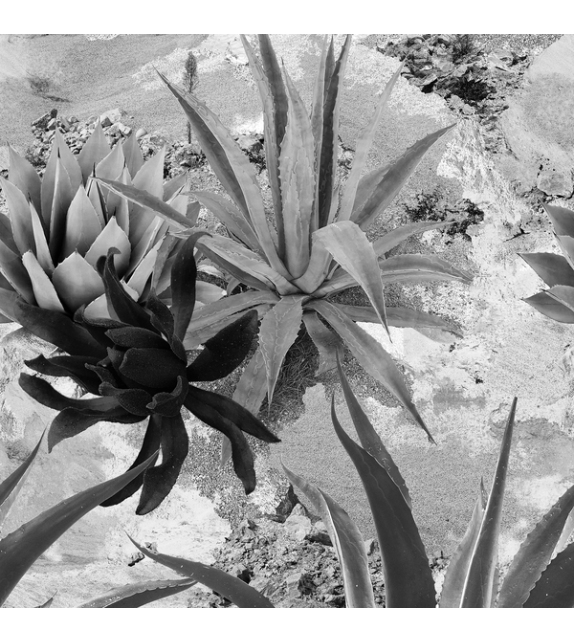 Desert Flowers Wall&Decò Tapete